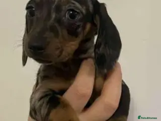 Miniature Dachshund dogs Miniature dachsund - Advert 2