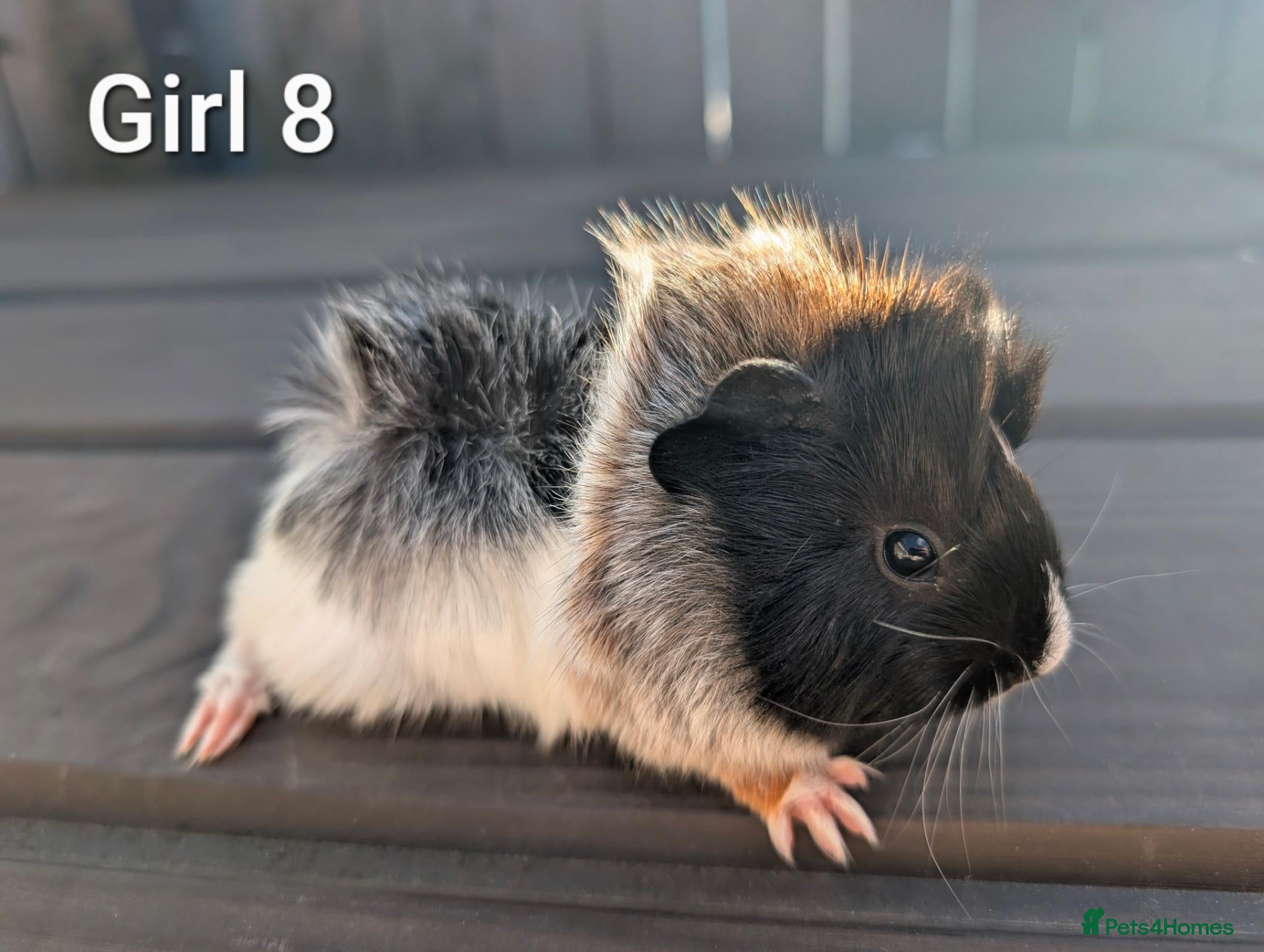 Guinea Pig rodents Funky babies  - Advert 1