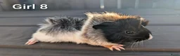Guinea Pig rodents for sale: Funky babies  in Washington - Advert 1