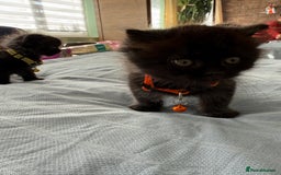 Ragdoll cats for sale: Ragdoll x Persian kittens  - Image 10