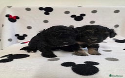 Maltipoo dogs for sale: Maltipoo Puppies 2 Beautiful Girls Available! - Image 13