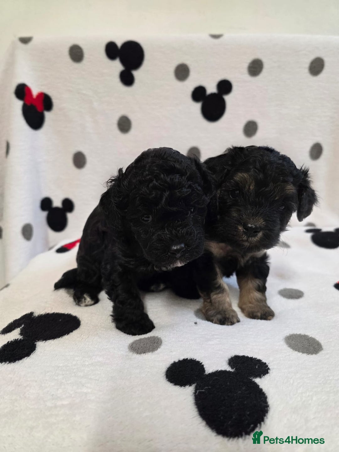 Maltipoo dogs for sale: Maltipoo Puppies 2 Beautiful Girls Available! - Image 13