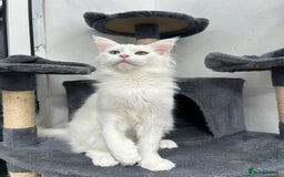Maine Coon cats for sale: Pedigree TICA Reg Mine coon kittens  - Image 13