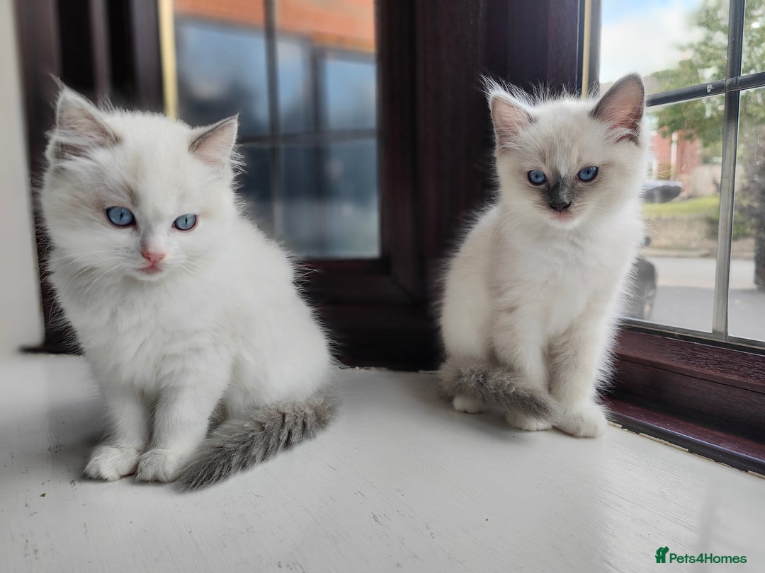 Ragdoll cats for sale: Charming Ragdoll Kittens -  - Image 15