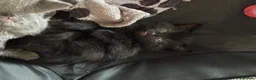 Domestic Shorthair cats for sale: Kittens - Advert 3