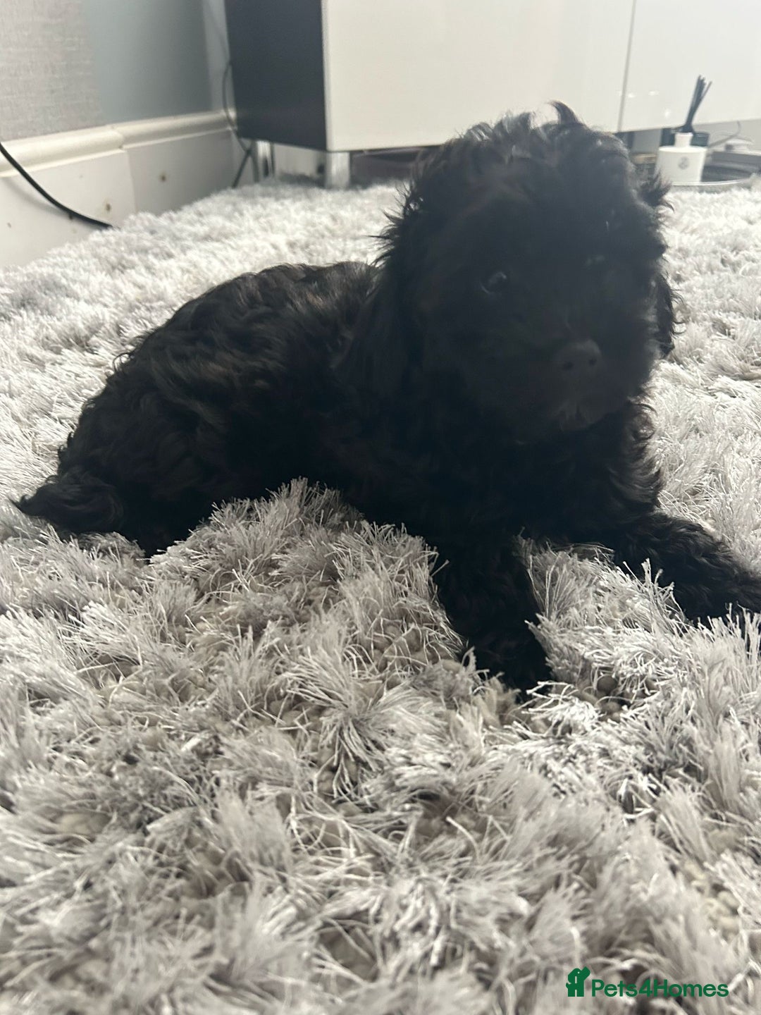 Toy Poodle dogs for sale: 🌟TOY POODLES READY FOR THERE FOREVER HOMES 🌟 - Image 6