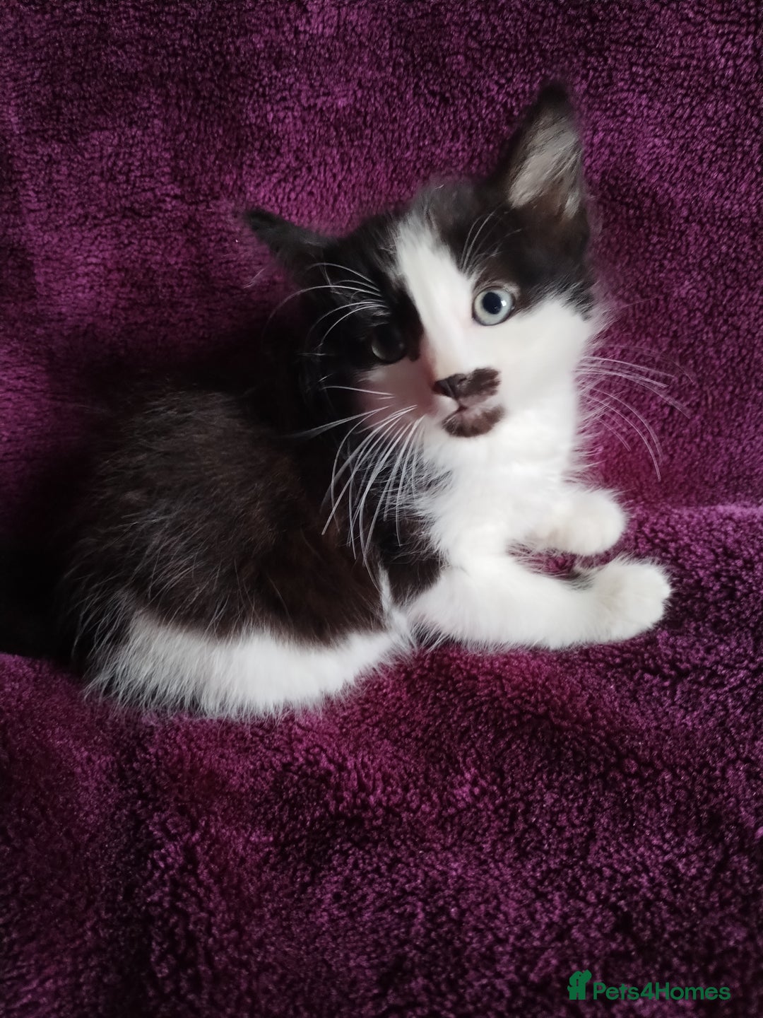 Mixed Breed cats for sale: 15 week old kittens looking for forever home  - Image 5