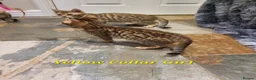 Bengal cats for sale: 🐆🐆Beautiful Pedigree Bengal Kittens🐆🐆  - Advert 29