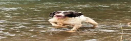 English Springer Spaniel dogs for sale: Stunning ESS puppies  in Skelmersdale - Advert 1