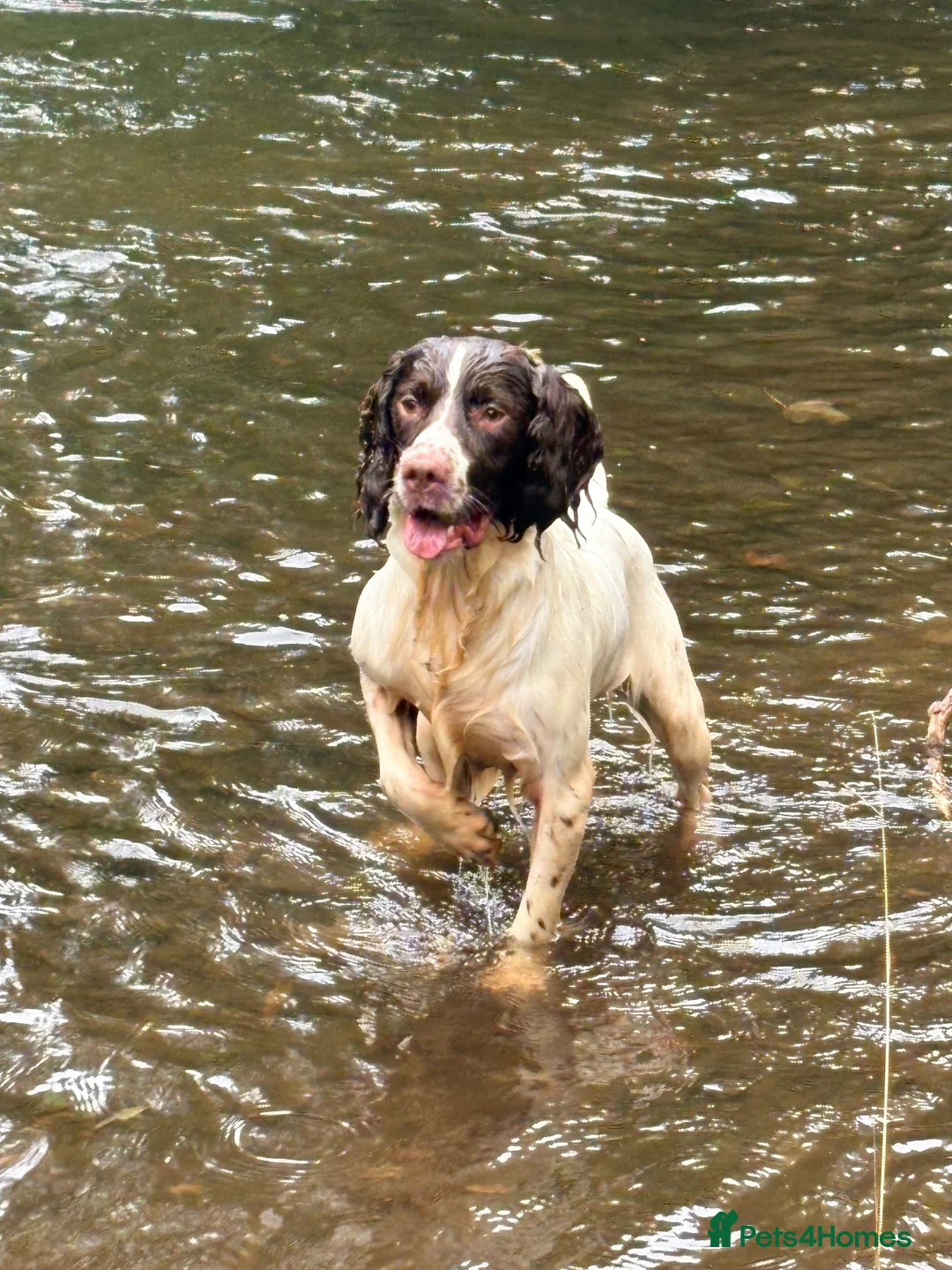 English Springer Spaniel dogs for sale: Stunning ESS puppies  in Skelmersdale - Advert 1