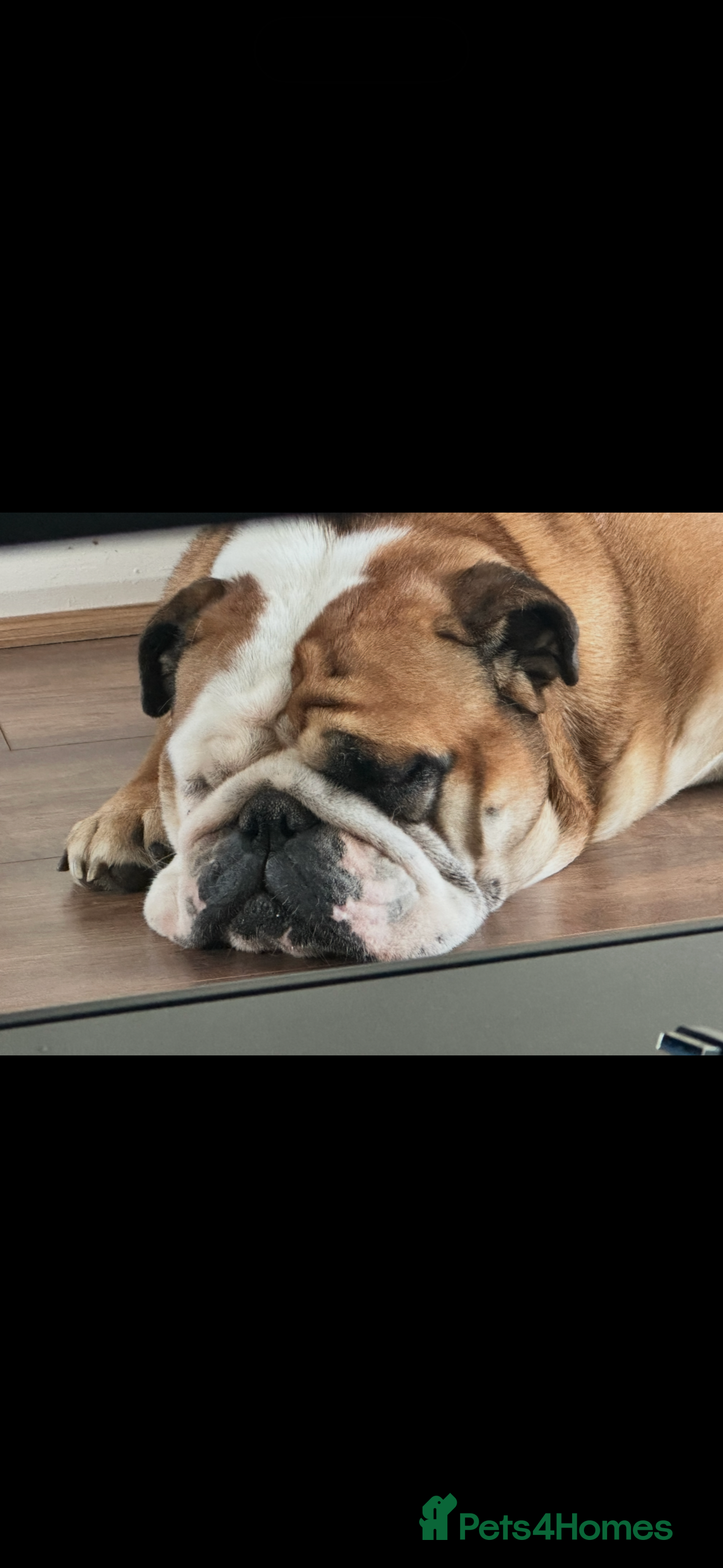 English Bulldog dogs Luna the bulldog - Advert 1