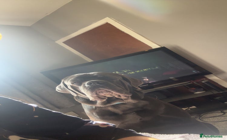 Cane Corso dogs - Advert 1