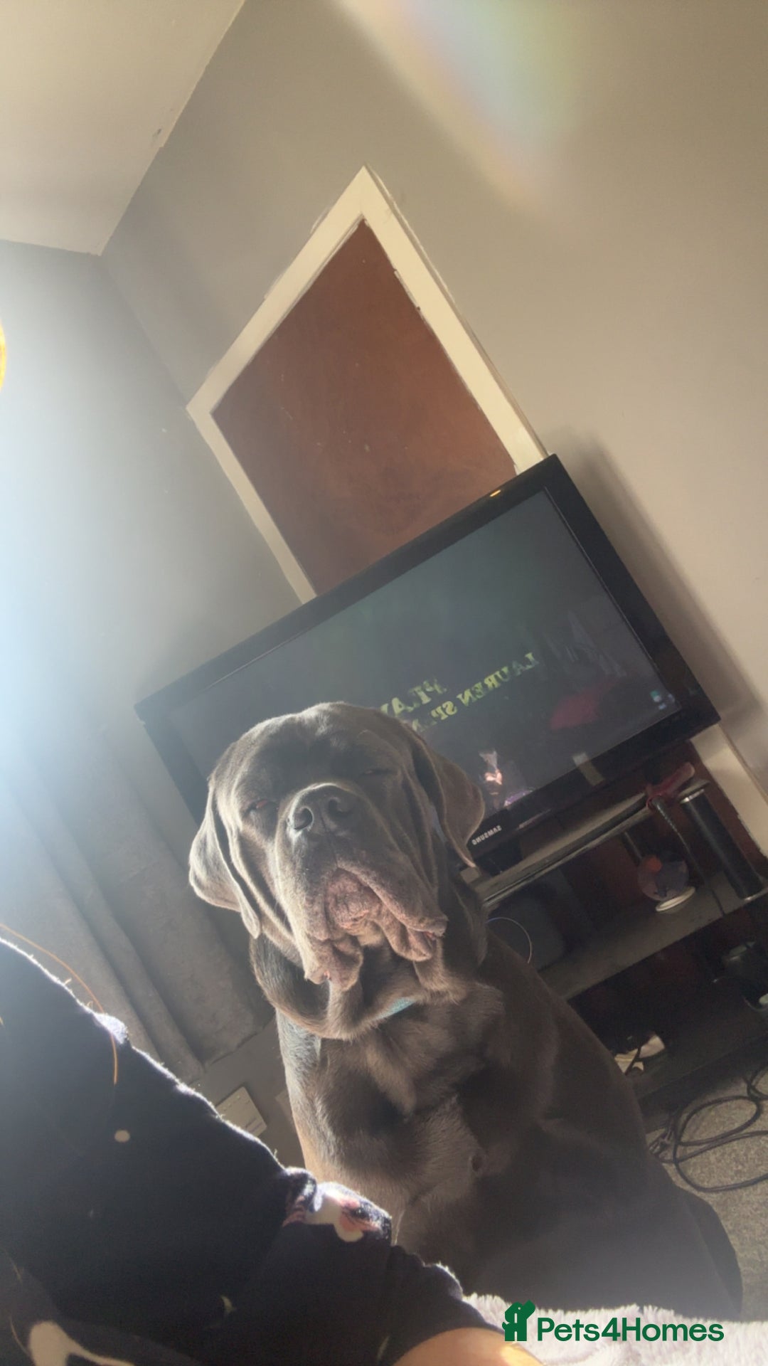Cane Corso dogs for sale: CREED  - Image 1