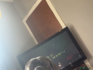 Cane Corso dogs - Advert 2