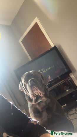 Cane Corso dogs - Advert 1