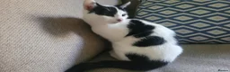 Mixed Breed cats for sale: Dice the Cheeky harlequin kitten  - Advert 3