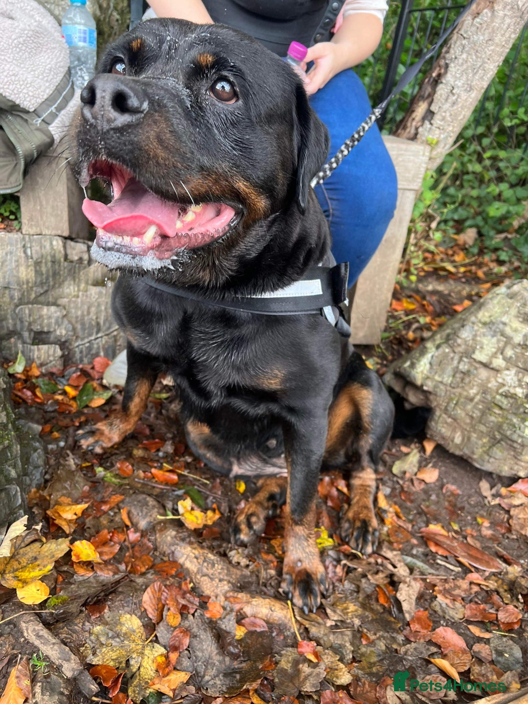 Rottweiler dogs for sale: Female Rottweiler  - Advert 4