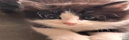 Mixed Breed cats for sale: 4 bouncy, happy kittens - Advert 40