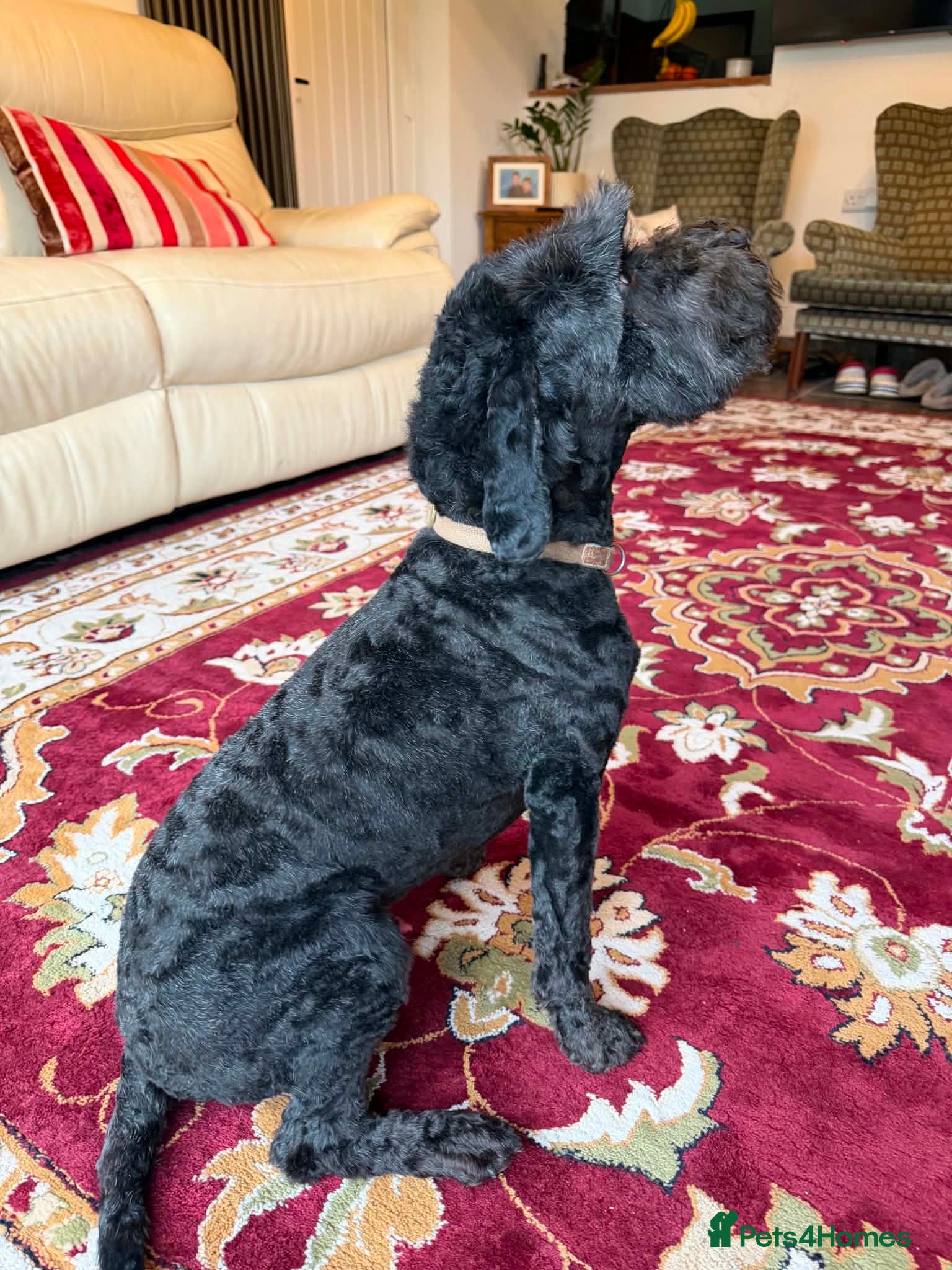 Sproodle dogs 3 year old small male sproodle for sale  - Advert 3