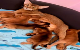 Abyssinian cats for sale: Stunning sorrel and usual Abyssinian kittens  - Image 10