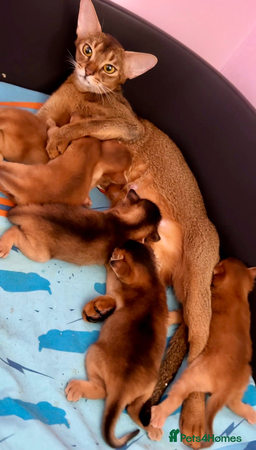 Abyssinian cats for sale: Stunning sorrel and usual Abyssinian kittens  - Image 10