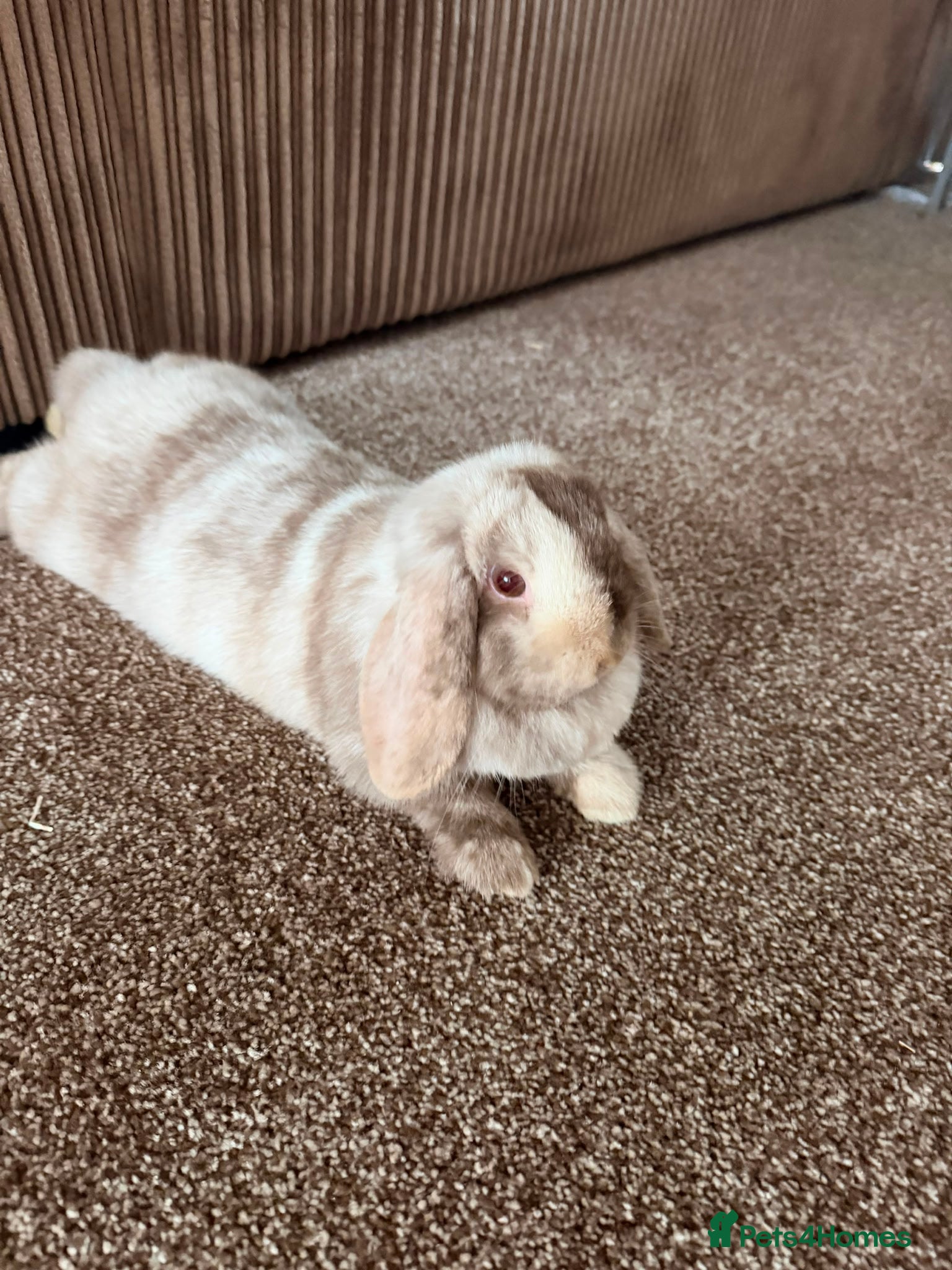 Mini Lion Lop rabbits Rabbit  - Advert 16