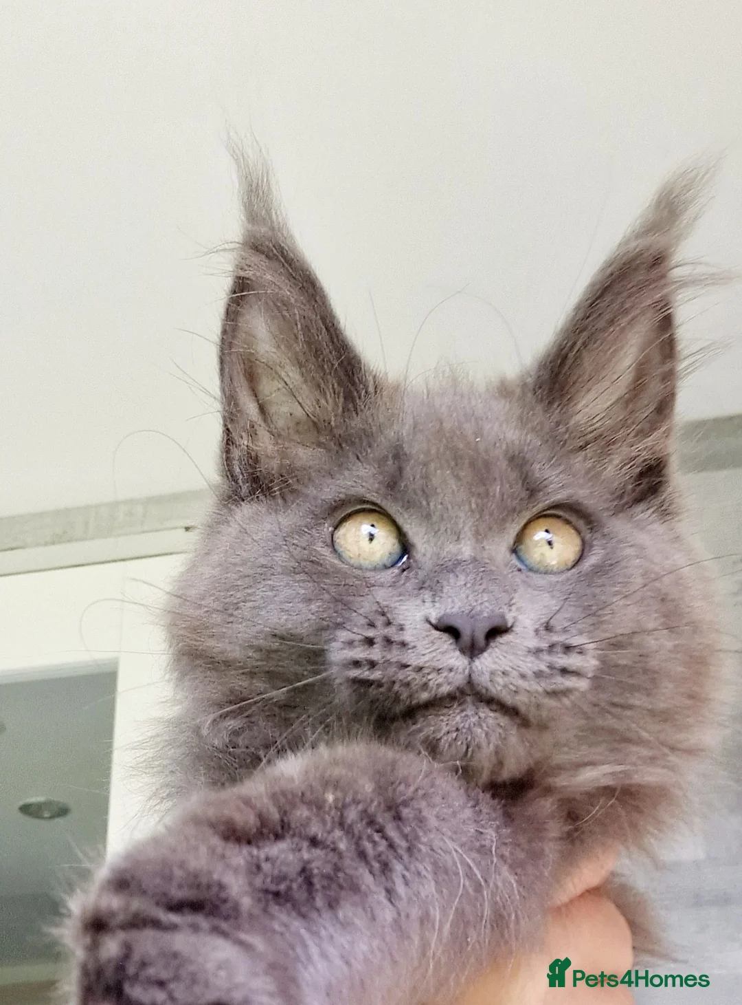 Maine Coon cats for sale: Maine coon kittens  - Advert 2