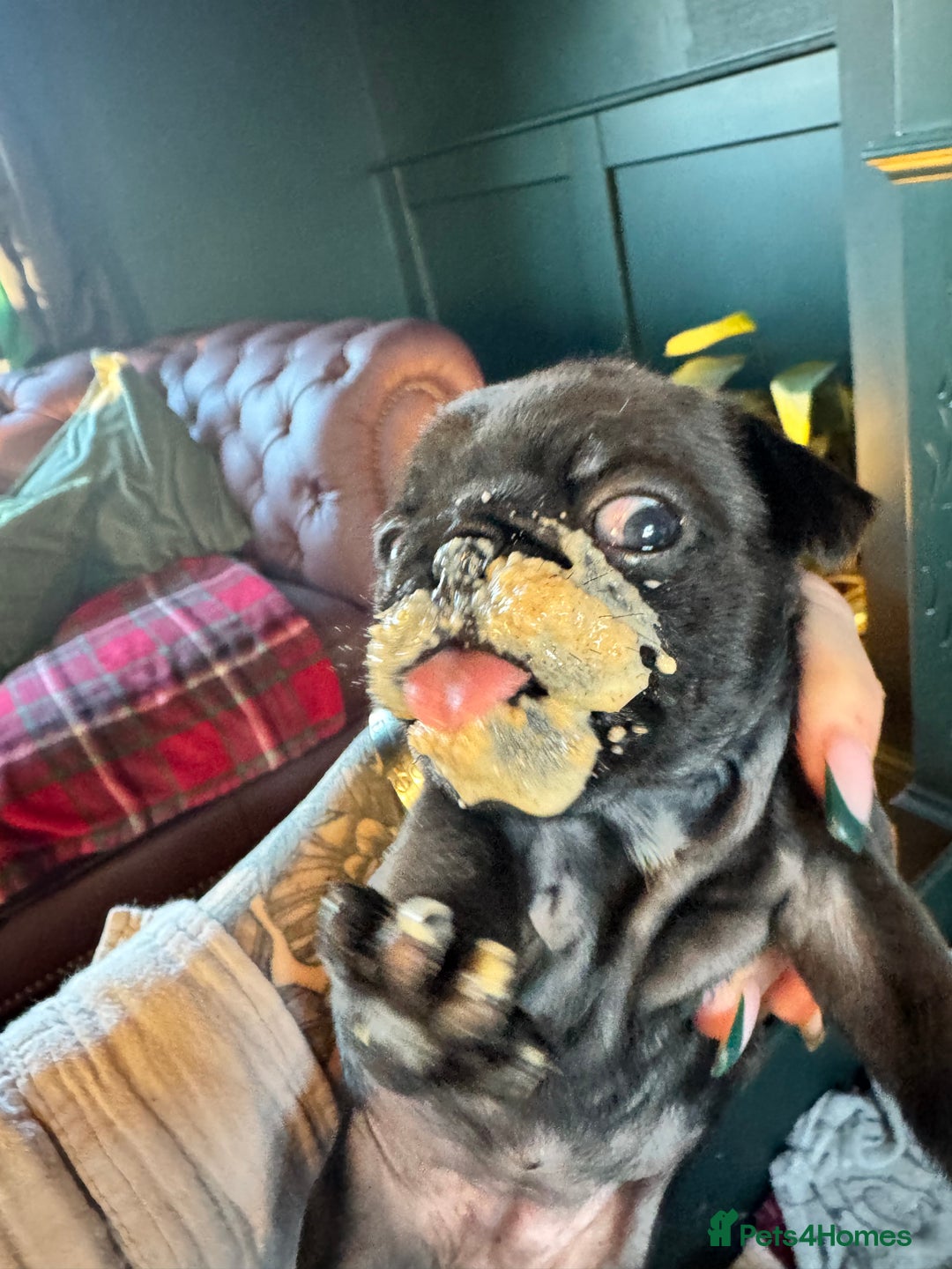 Pug dogs for sale: Pug girl  - Advert 5