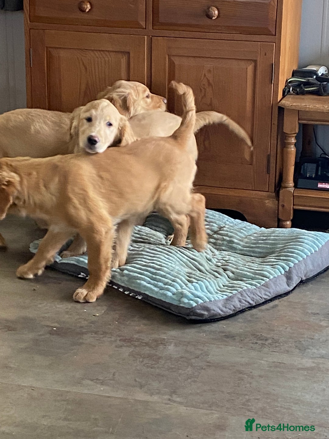 Golden Retriever dogs for sale: Golden retriever puppies  - Advert 9