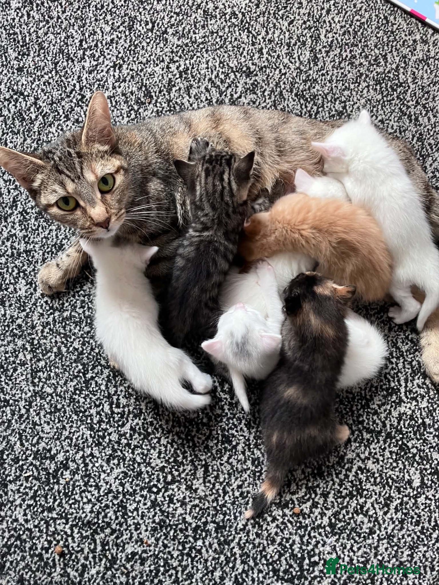 Turkish Angora cats Turkish Angora Kittens For Sale - Advert 4