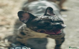 French Bulldog dogs for sale: French bulldogs - Image 37