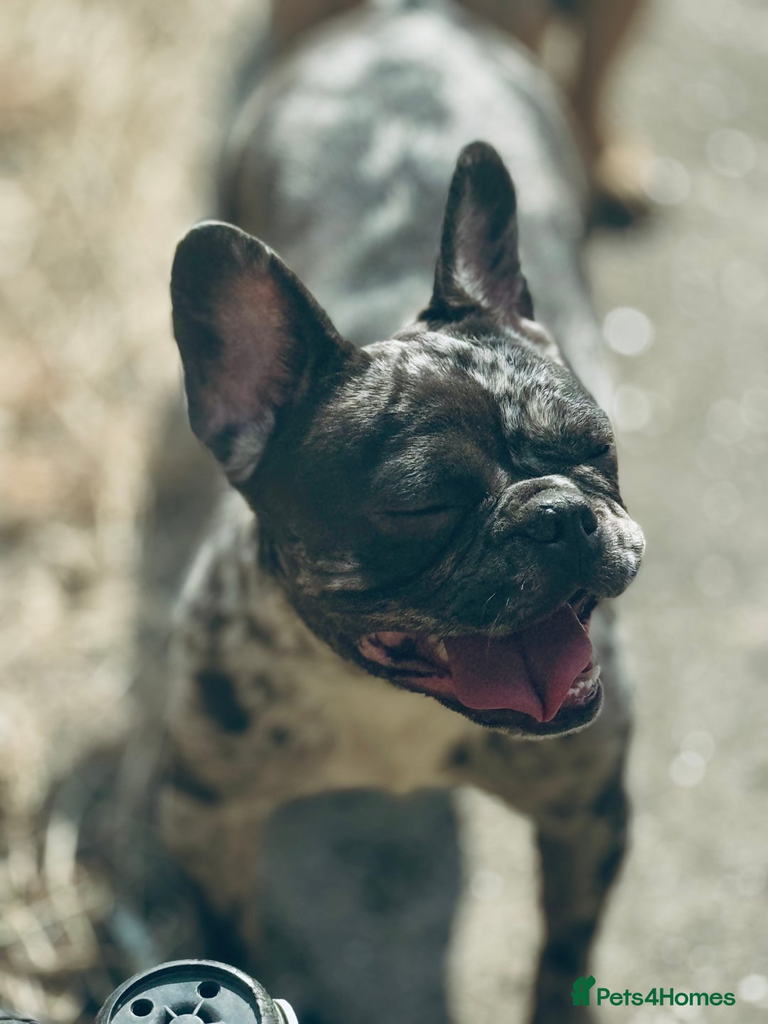 French Bulldog dogs for sale: French bulldogs - Image 37