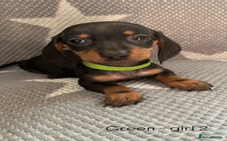 Dachshund dogs for sale:  !!Reduced!!READY TO LEAVE!! miniature dachshunds  - Image 22