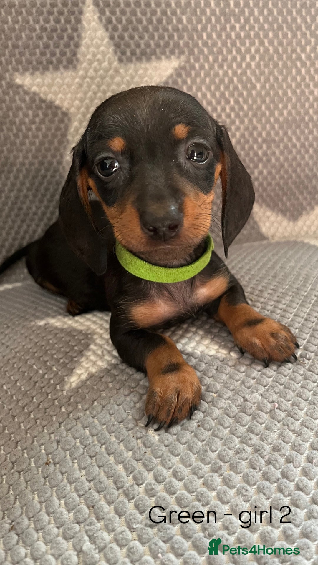 Dachshund dogs for sale:  !!Reduced!!READY TO LEAVE!! miniature dachshunds  - Image 22