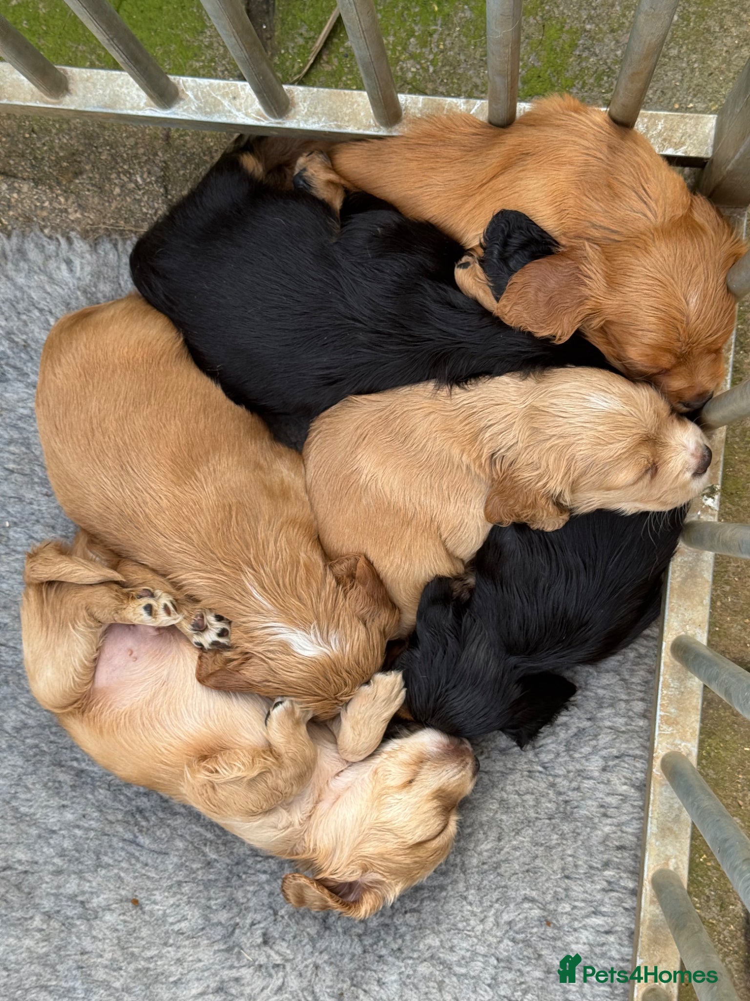 Cocker Spaniel dogs 1st Class ⭐️⭐️⭐️⭐️⭐️ Licensed - Advert 2