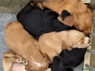 Cocker Spaniel dogs 1st Class ⭐️⭐️⭐️⭐️⭐️ Licensed - Advert 1