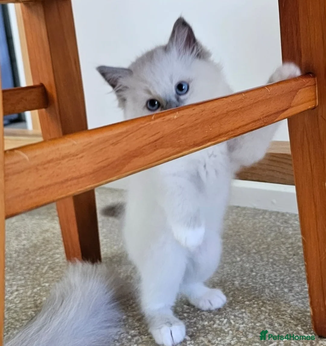 Ragdoll cats for sale: Gorgeous blue point Rag doll kitties - Advert 4