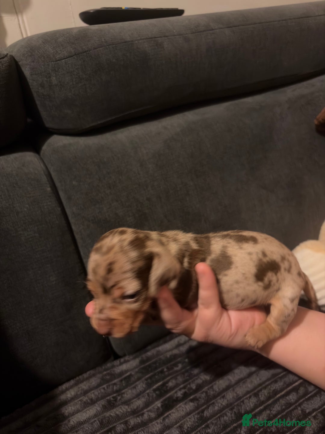 Miniature Dachshund dogs for sale: 🐾 Miniature Dachshund Puppies KC Registered  - Advert 9