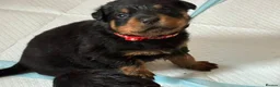 Rottweiler dogs for sale:  Purebred Rottweiler Puppies for Sale in Paisley - Advert 2