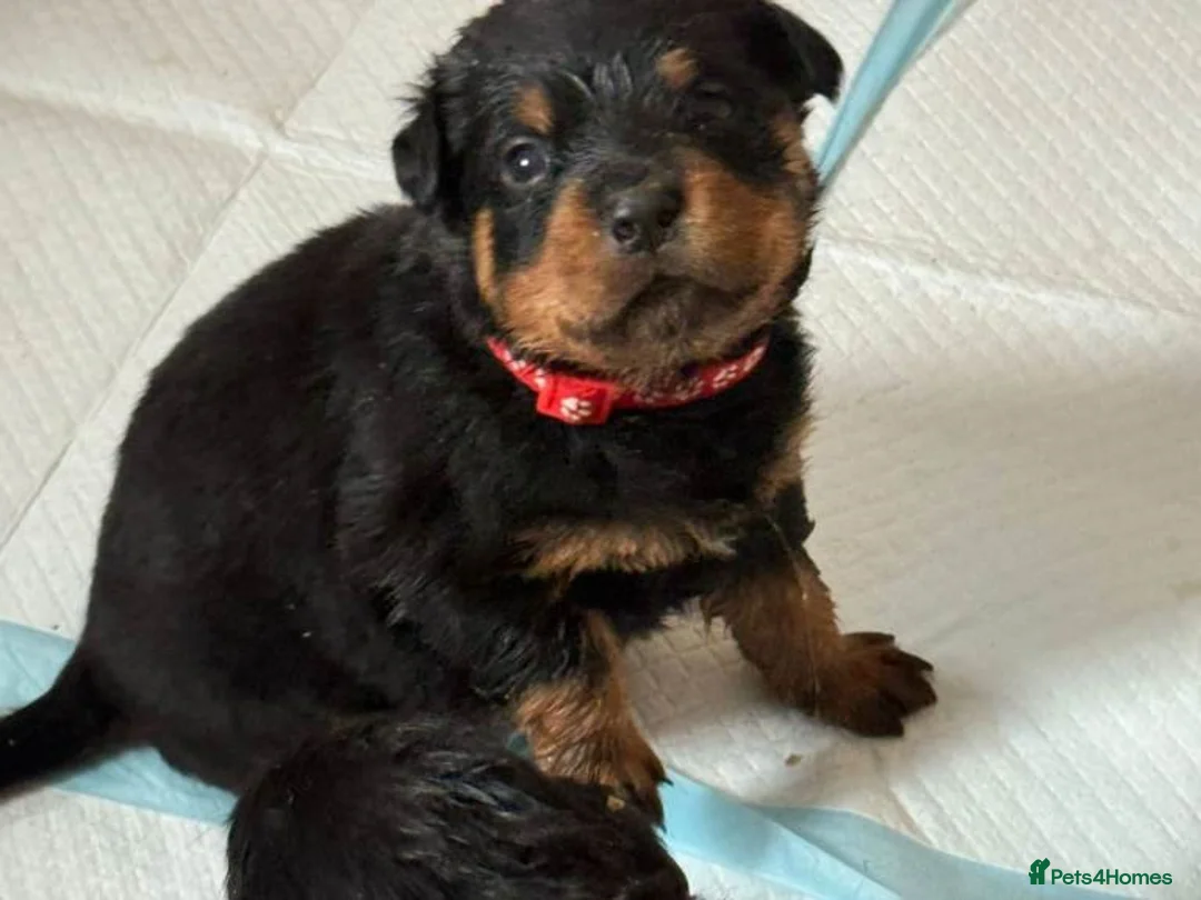 Rottweiler dogs for sale:  Purebred Rottweiler Puppies for Sale in Paisley - Advert 2