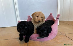 Labradoodle dogs for sale: ⭐️⭐️ Stunning F1 Miniature Labradoodles ⭐️⭐️ - Advert 15