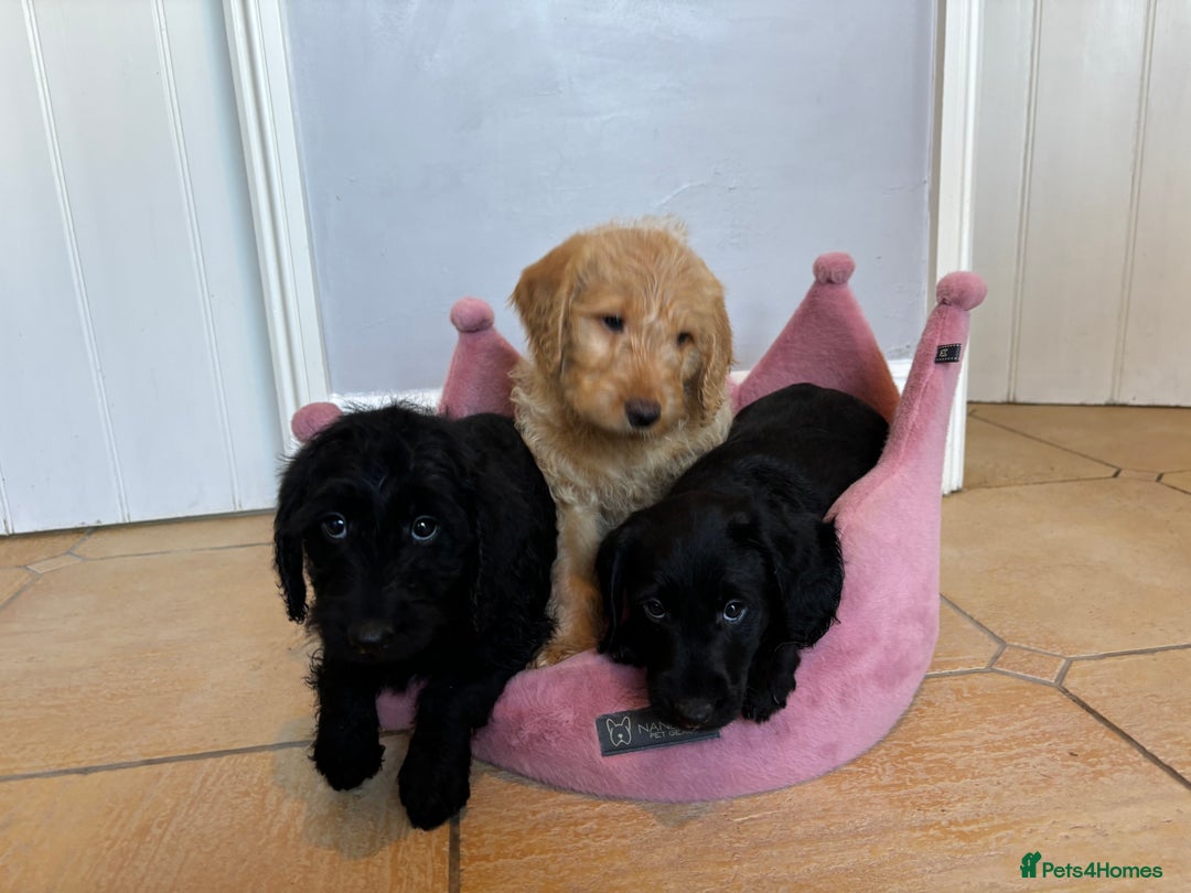 Labradoodle dogs for sale: ⭐️⭐️ Stunning F1 Miniature Labradoodles ⭐️⭐️ - Advert 15