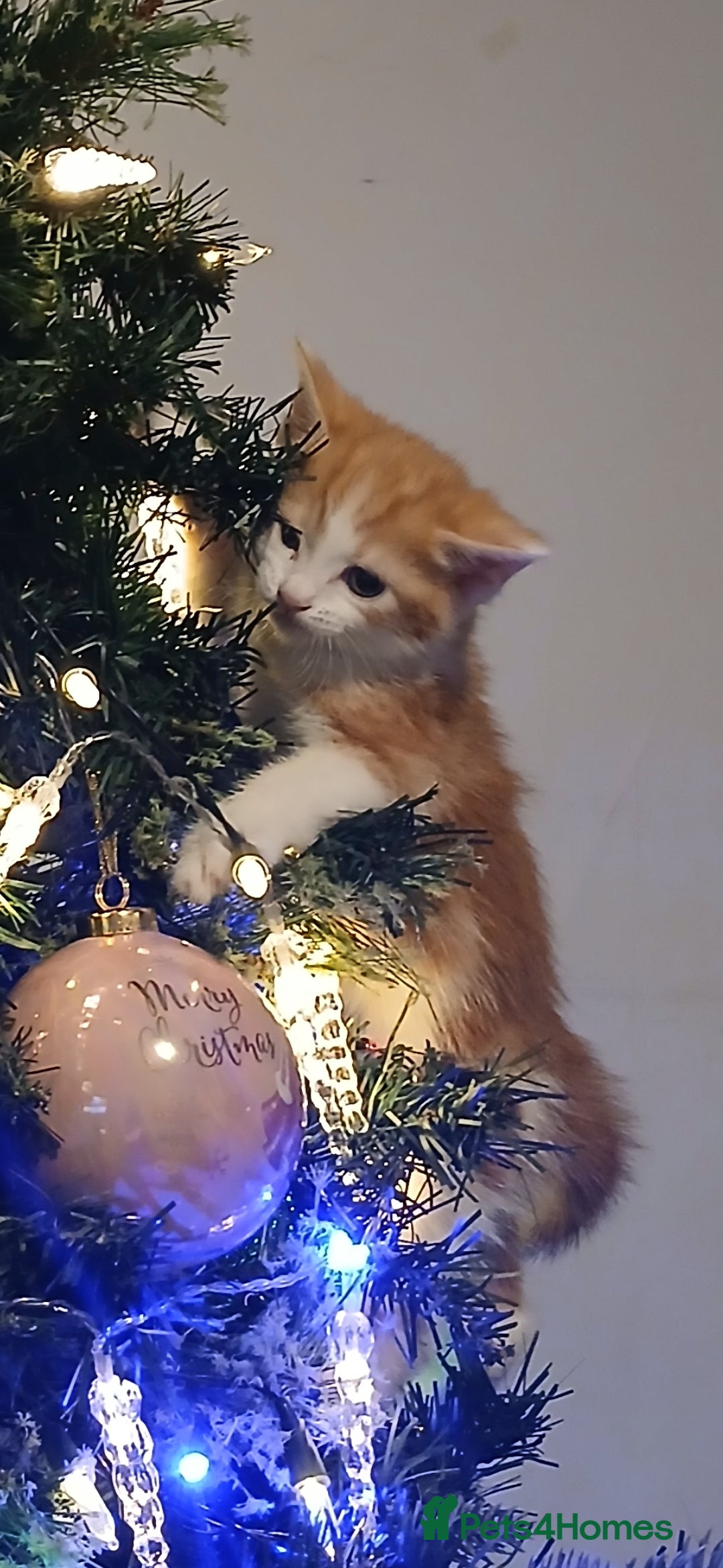 American Shorthair cats for sale: Kittens - Advert 10