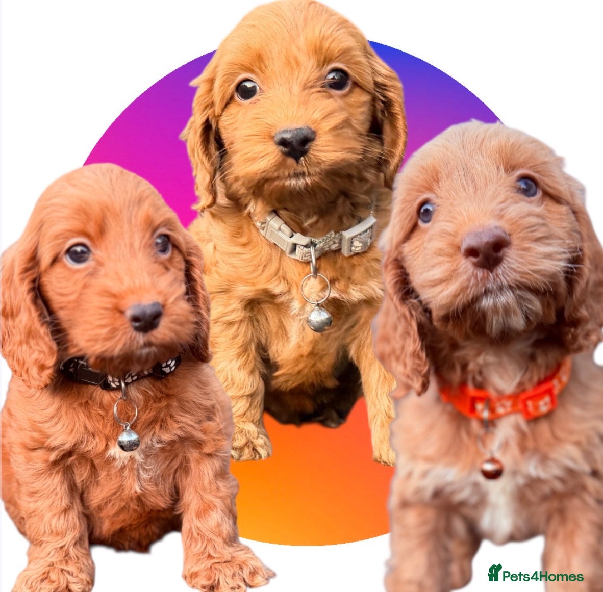Cockapoo dogs Atlas’s Heart-Stealing Cockapoo Pups💕 - Advert 2