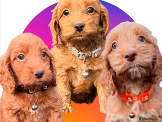 Cockapoo dogs Atlas’s Heart-Stealing Cockapoo Pups💕 - Advert 2