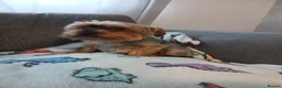 Yorkshire Terrier dogs for sale:  **  yorkshire terrior - Advert 5