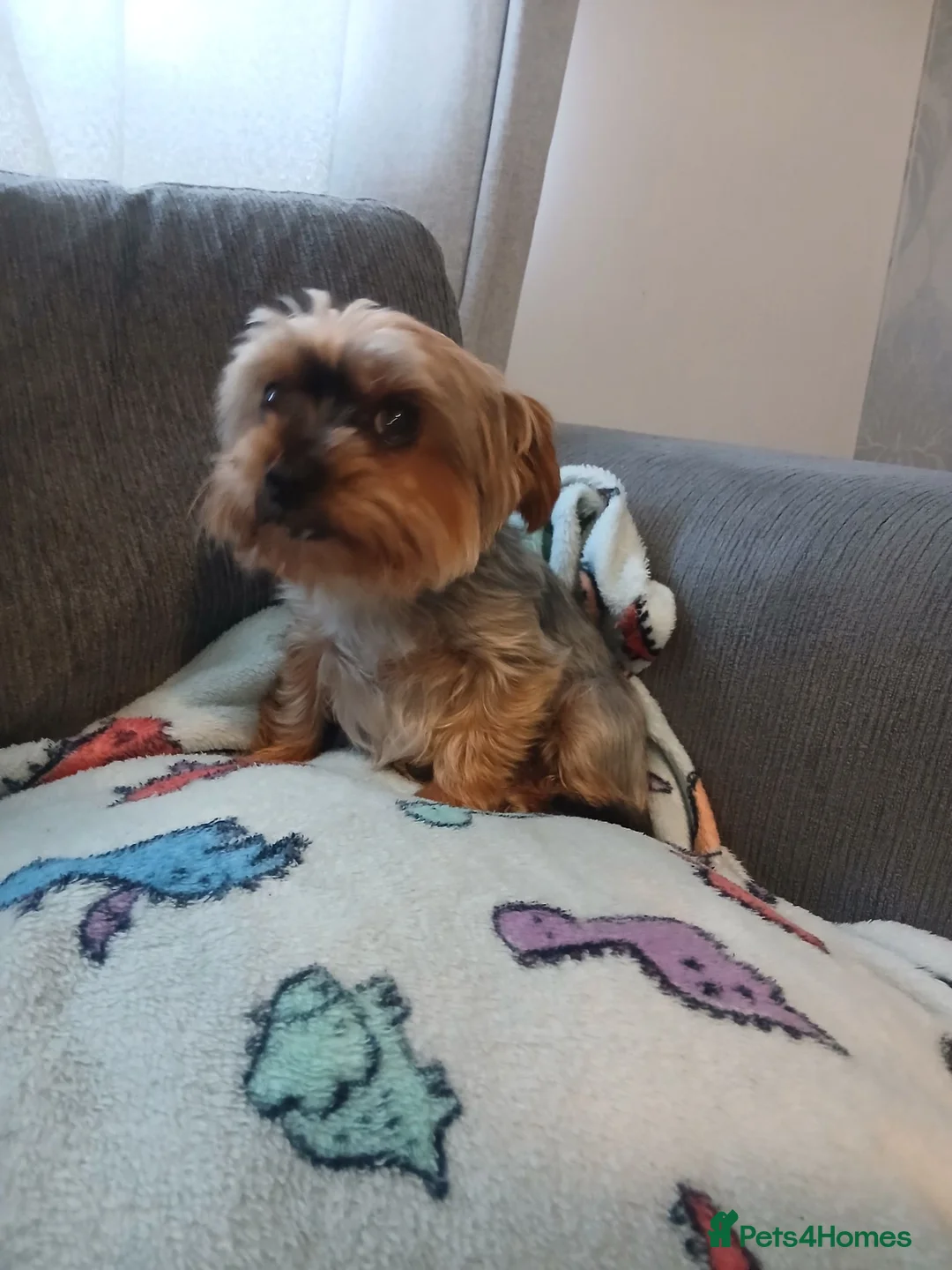 Yorkshire Terrier dogs for sale:  **  yorkshire terrior - Advert 5