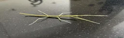 Stick Insects invertebrates for sale: Indian Stick Insect Colony inc Terrarium - Advert 9