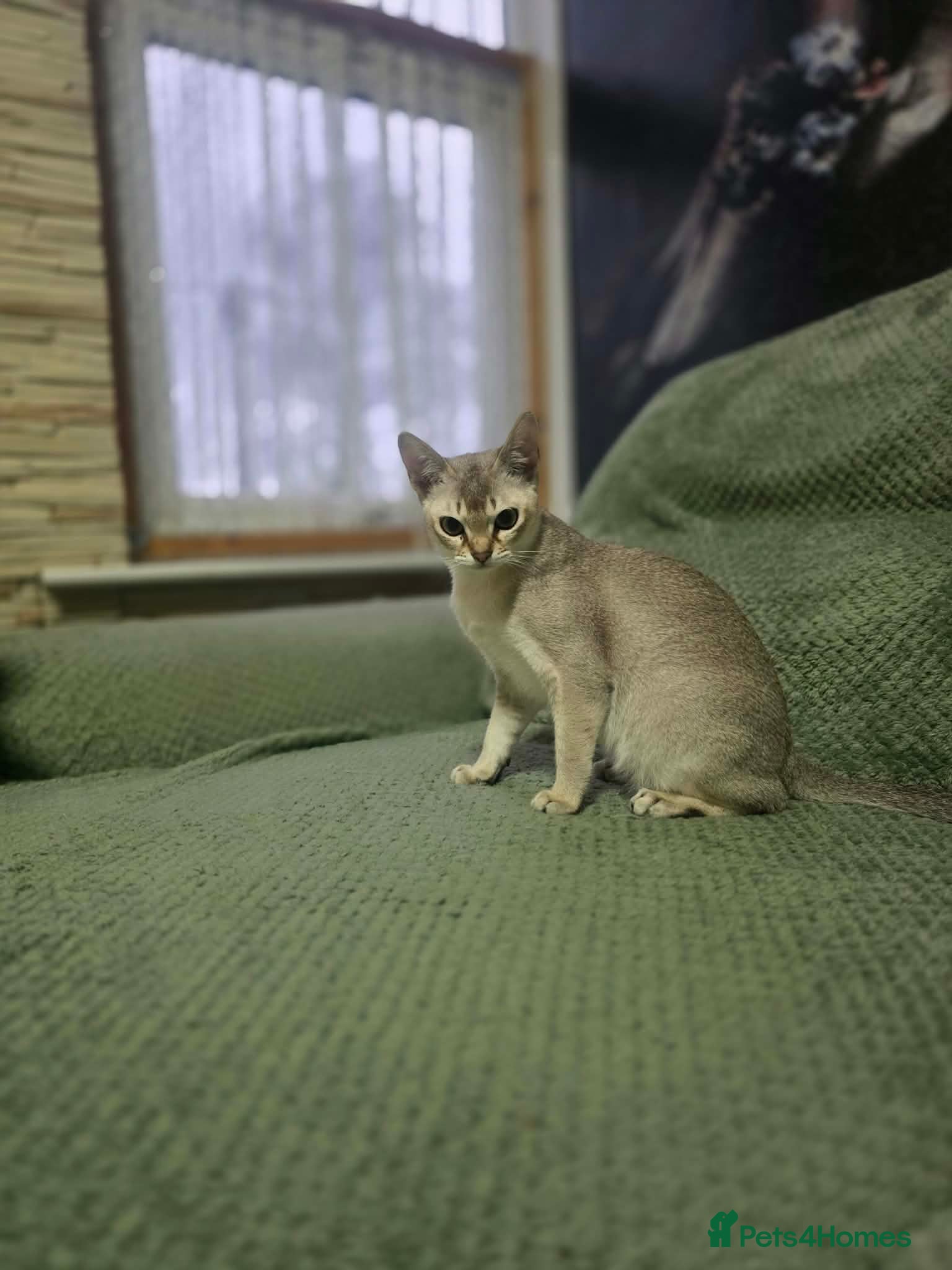 Singapura cats Stunning Singapura kittens  - Advert 1