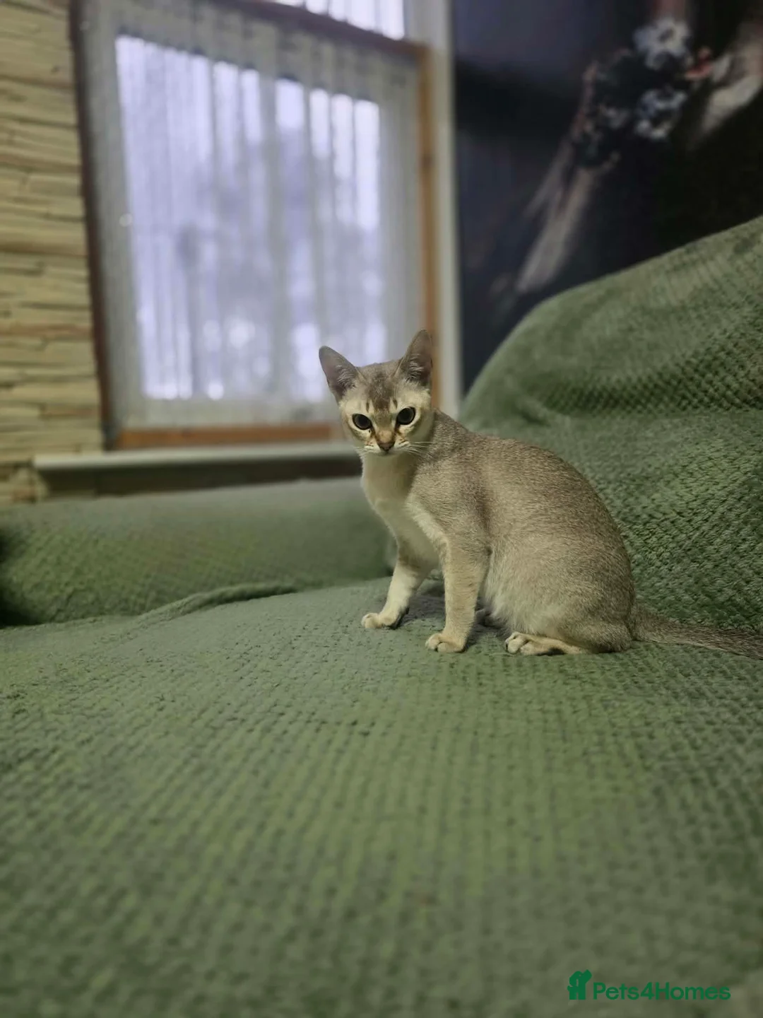 Singapura cats for sale: Stunning Singapura kittens  - Advert 1